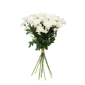 Белая хризантема