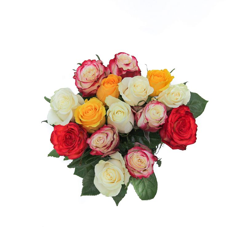 Роза Микс Э фото