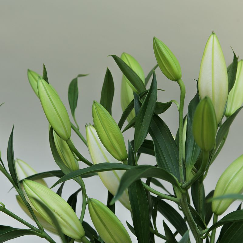 Белая лилия фото