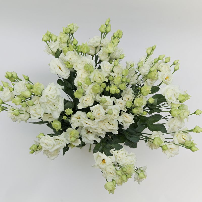 Белый лисиантус фото