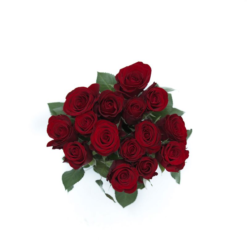 Роза Ред Риббон фото