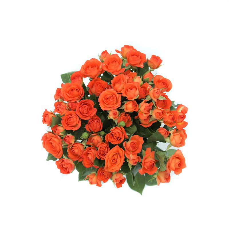 Роза Беби фото