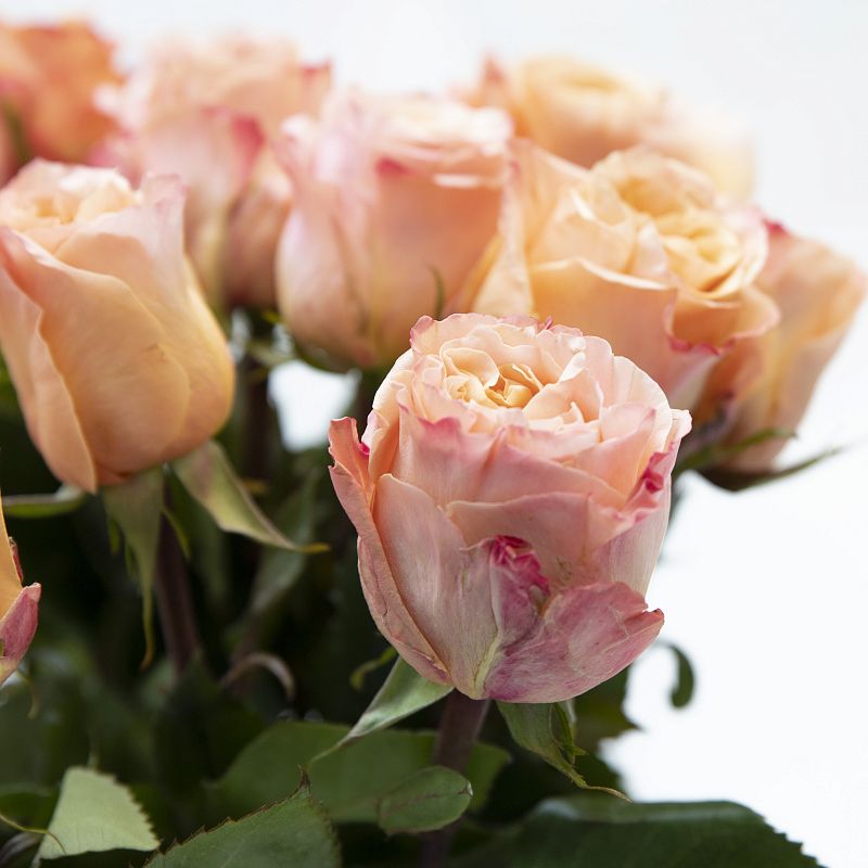 Жемчужина фото