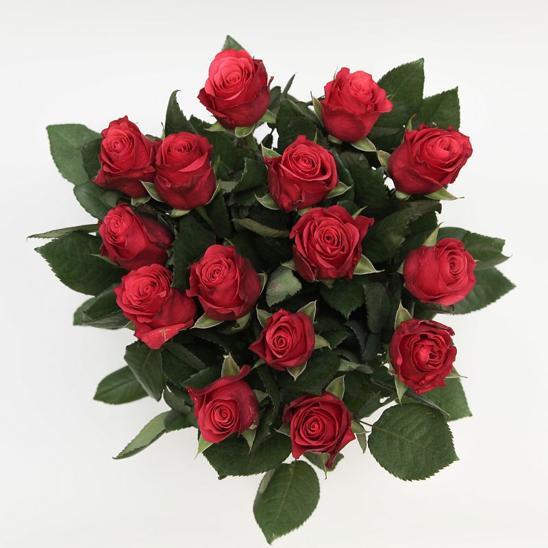 Роза Такаци фото