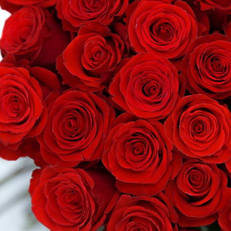 Роза Нина Э фото