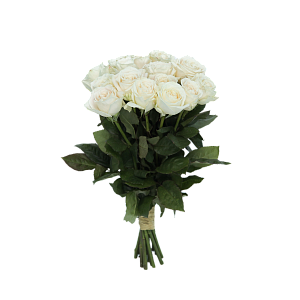 Роза Плайя Бланка Э