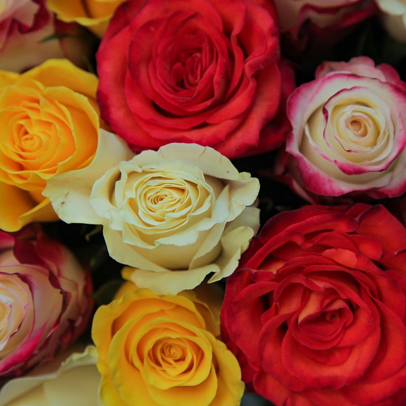 Роза Микс Э фото