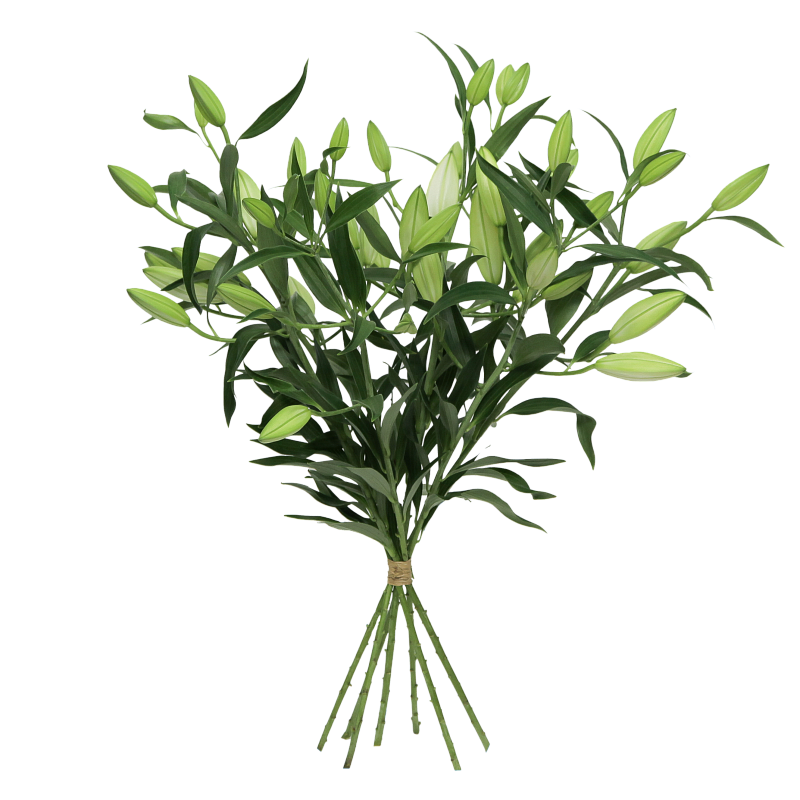 Белая лилия фото