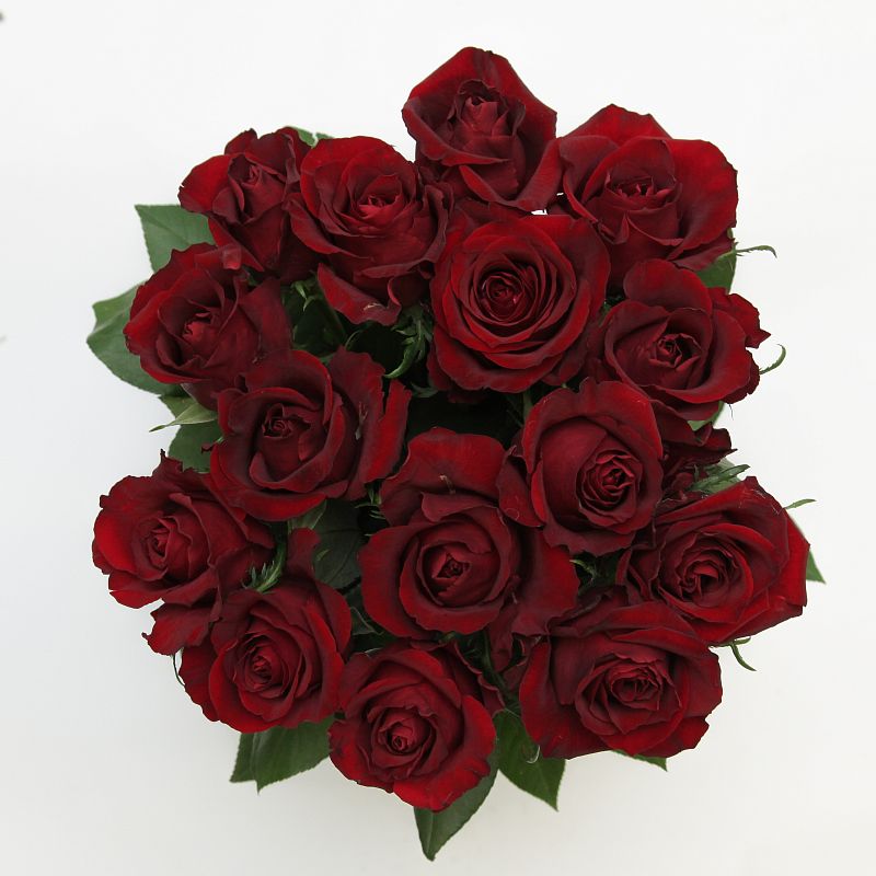 Роза Эксплорер Э фото