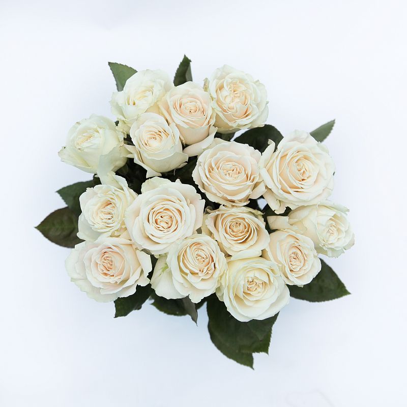 Роза Плайя Бланка Э фото