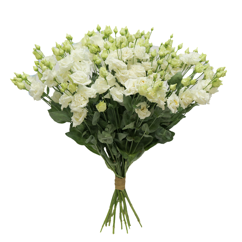 Белый лисиантус фото