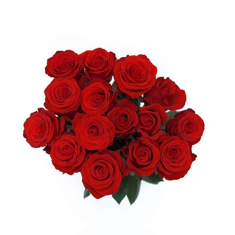 Роза Нина Э фото