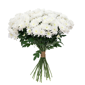 Белая хризантема