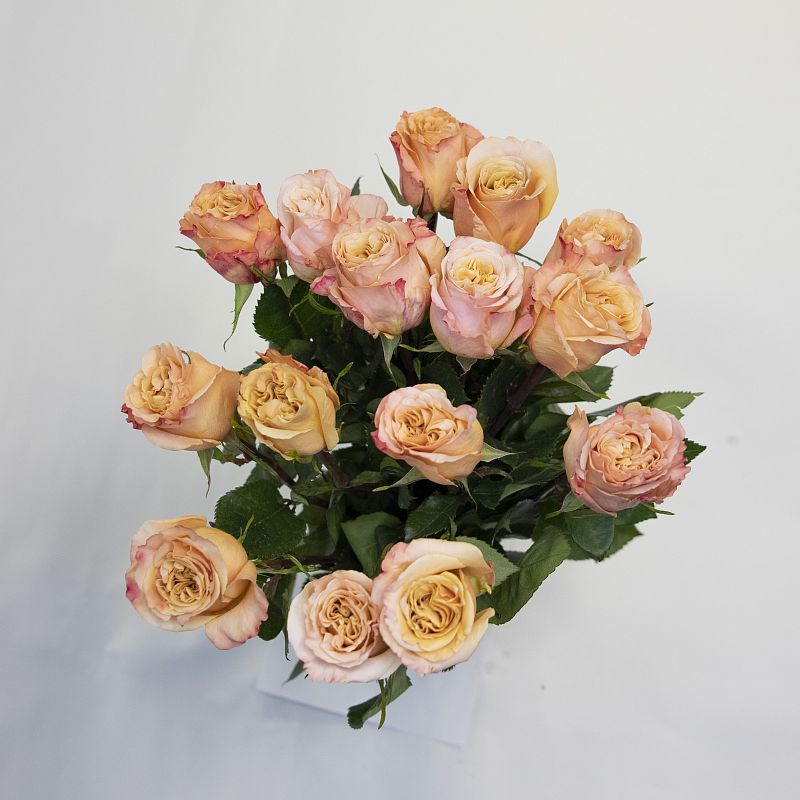 Жемчужина фото