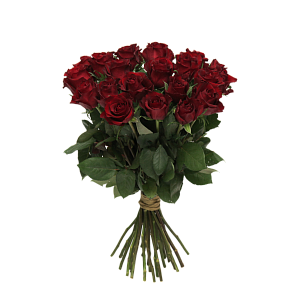 Роза Эксплорер Э