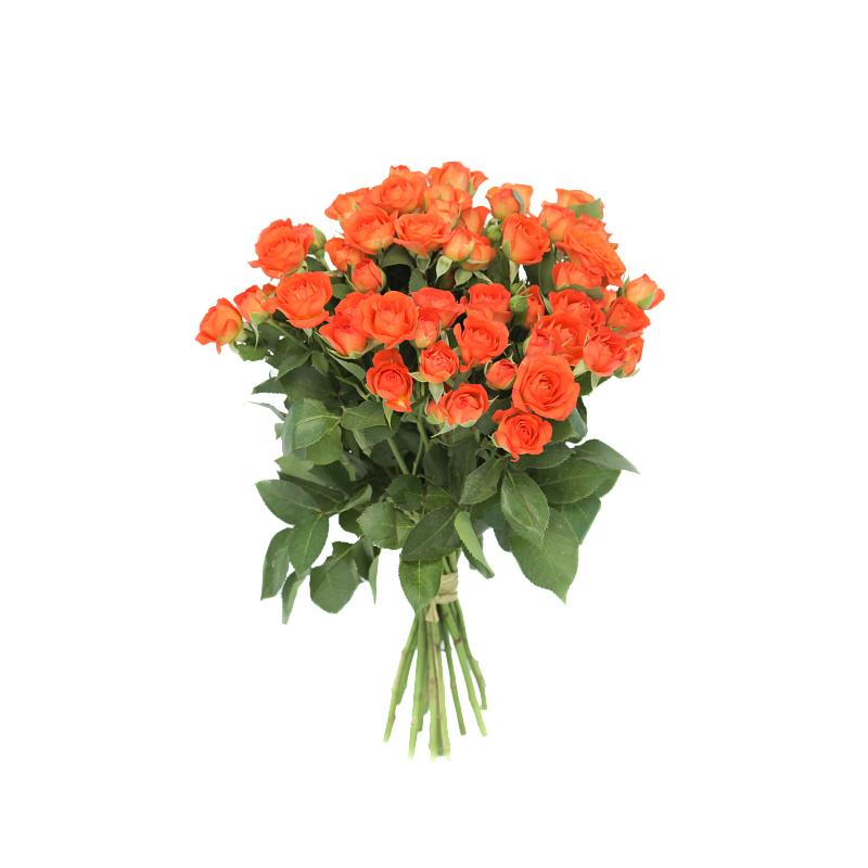 Роза Беби фото