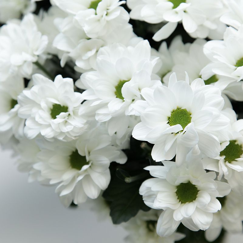 Хризантема Ромашка фото