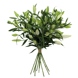 Белая лилия