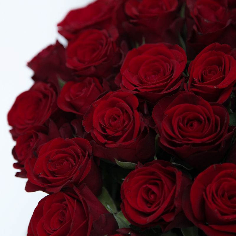 Роза Ред Риббон фото