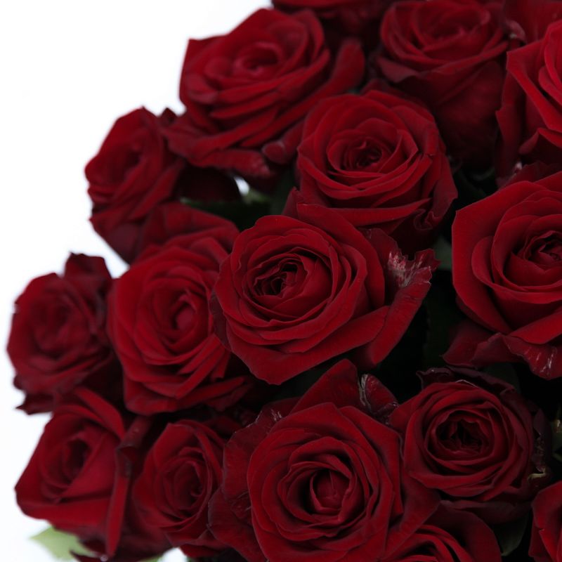 Роза Ред Наоми фото