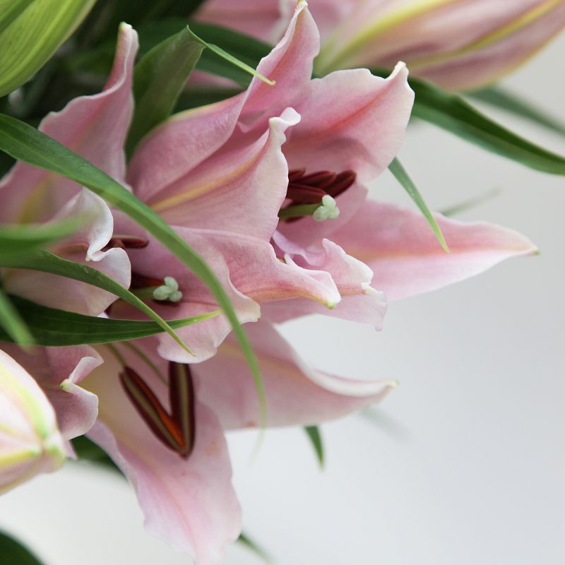 Розовая лилия фото