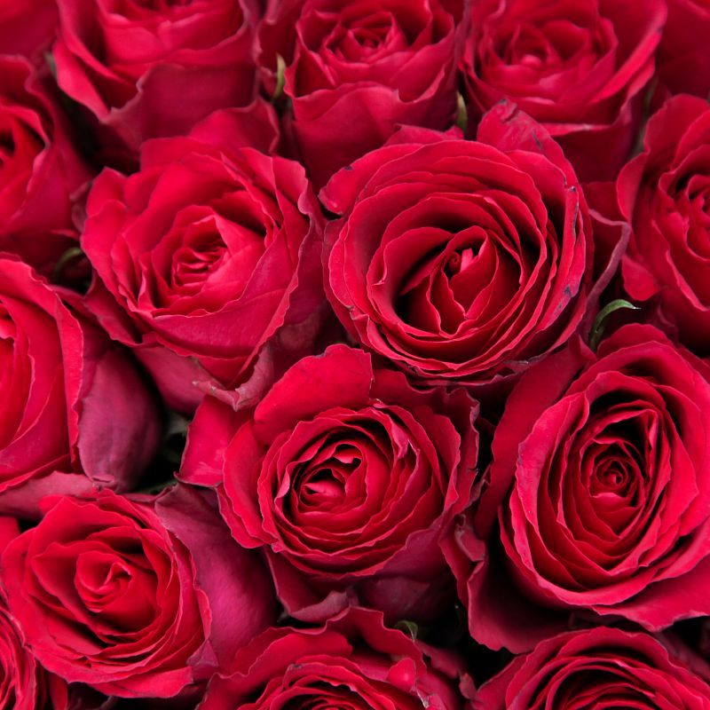 Роза Мадам Черри фото