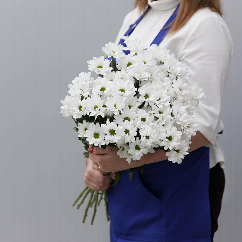 Хризантема Ромашка фото