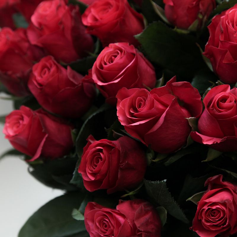 Роза Такаци фото