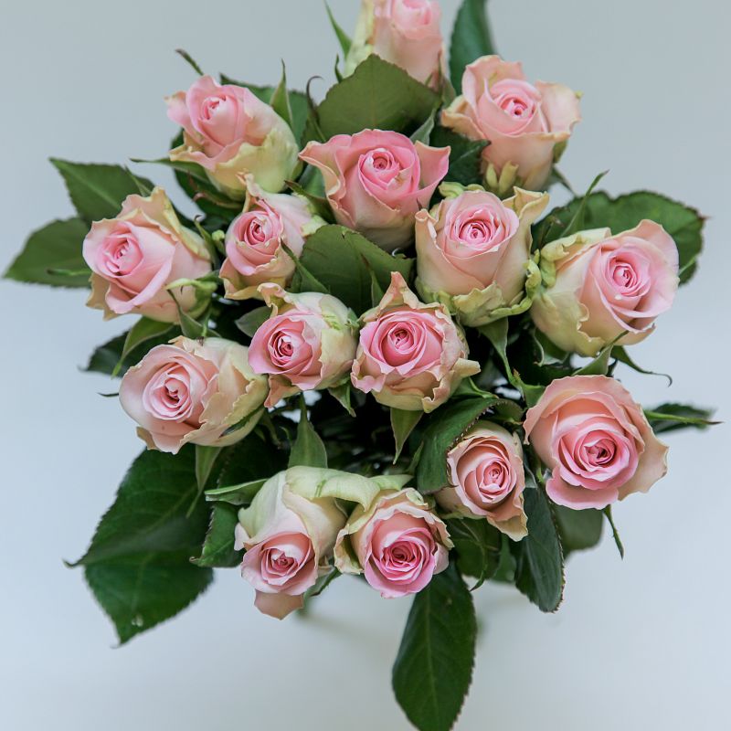 Роза Бизой фото