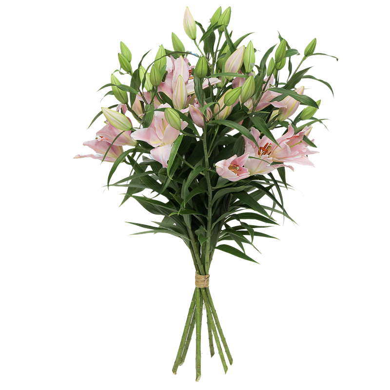 Розовая лилия фото