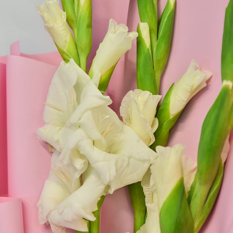 Букет гладиолусов фото