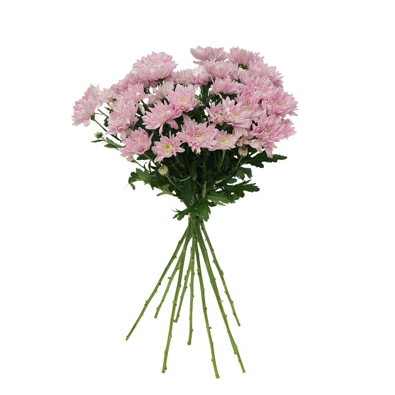 Розовая хризантема фото