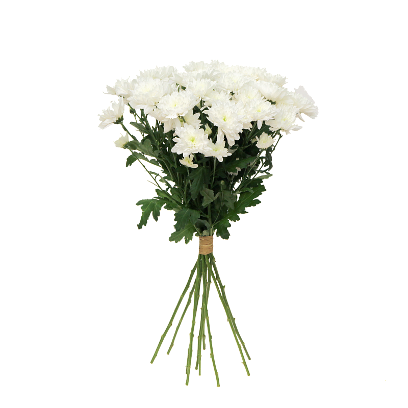 Белая хризантема фото