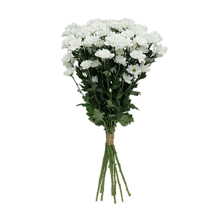 Хризантема Ромашка