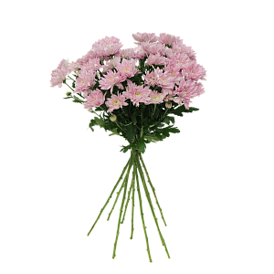 Розовая хризантема