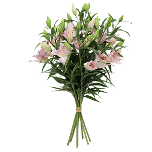 Розовая лилия