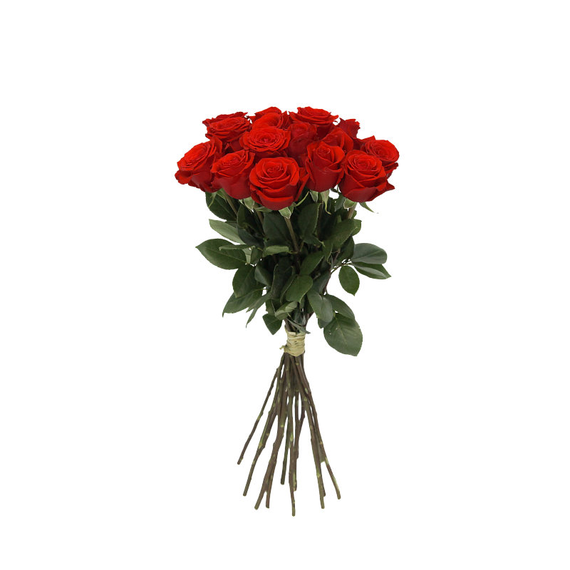 Роза Нина Э фото