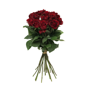 Роза Эксплорер Э