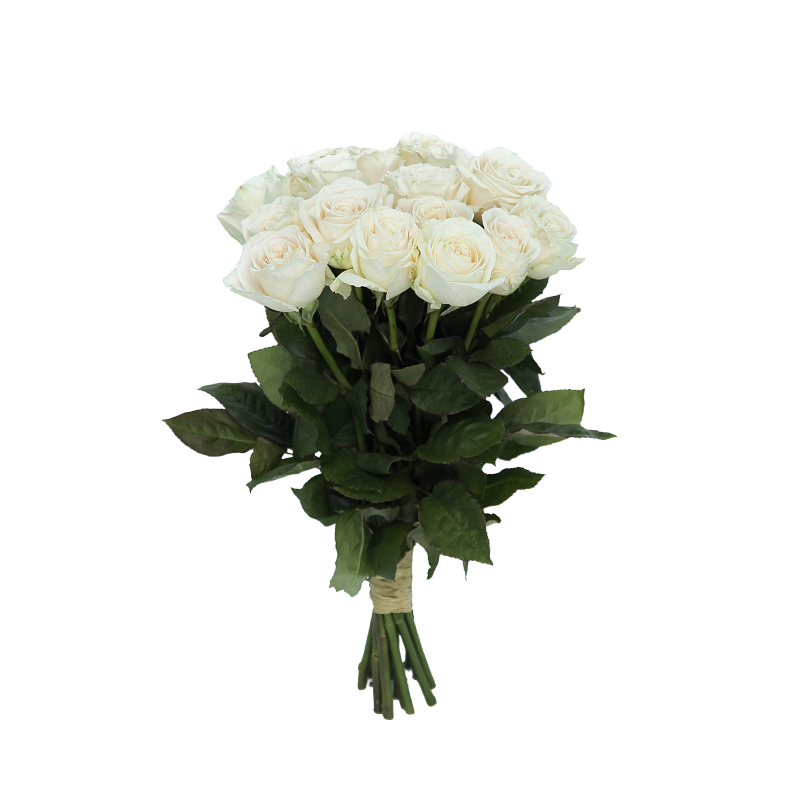 Роза Плайя Бланка Э фото