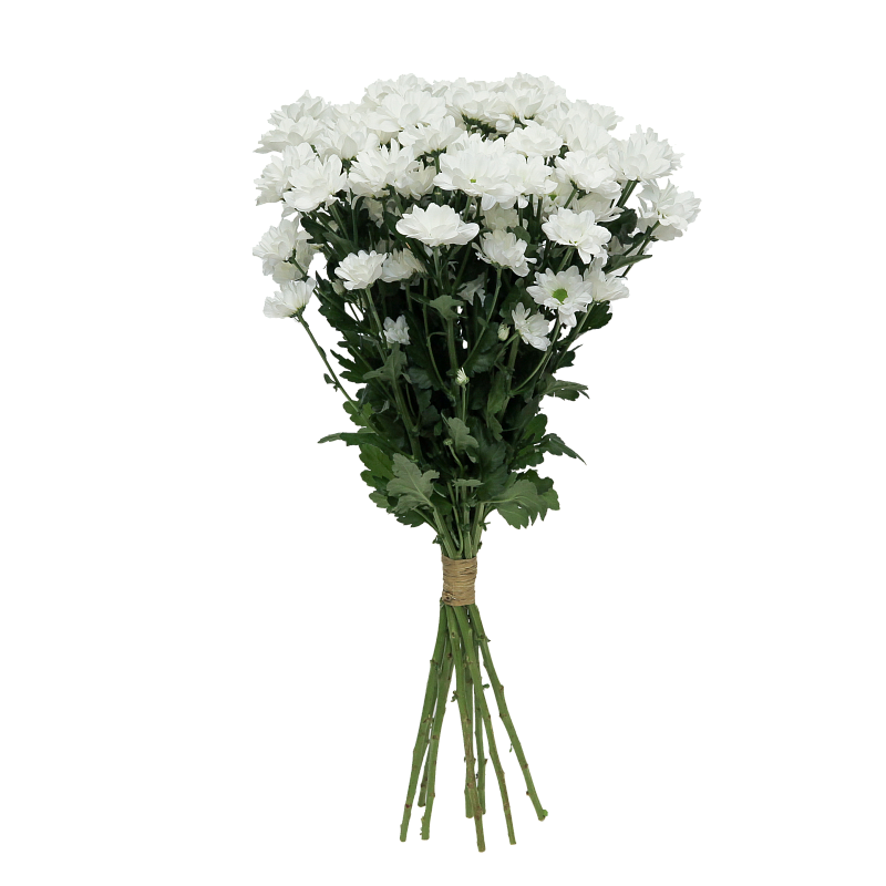 Хризантема Ромашка фото